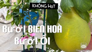 Bưởi Biên Hoà Bưởi Ổi tt369