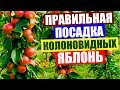 Колоновидная яблоня. Правильная посадка колоновидных яблонь и колоновидных груш.