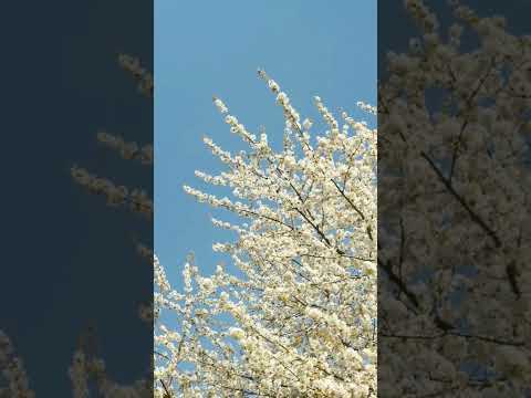 #spring season#bestseason #niceplace