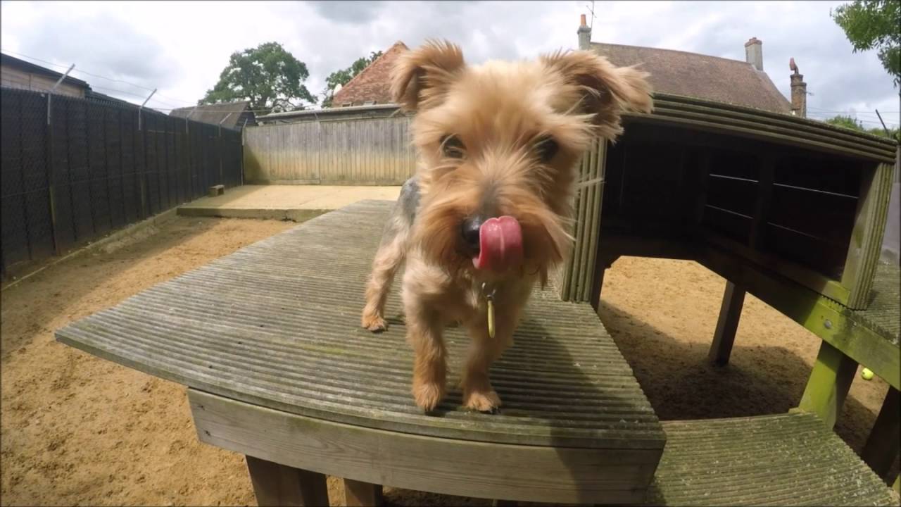 Dogs Trust Newbury - Blue - YouTube