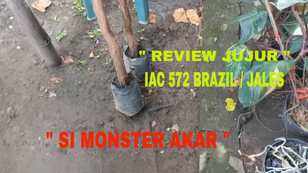 MENYESAL BARU TAU...!!! TERNYATA INI KEHEBATAN ROOTSTOCK IAC 572 / JALES DARI BRAZIL