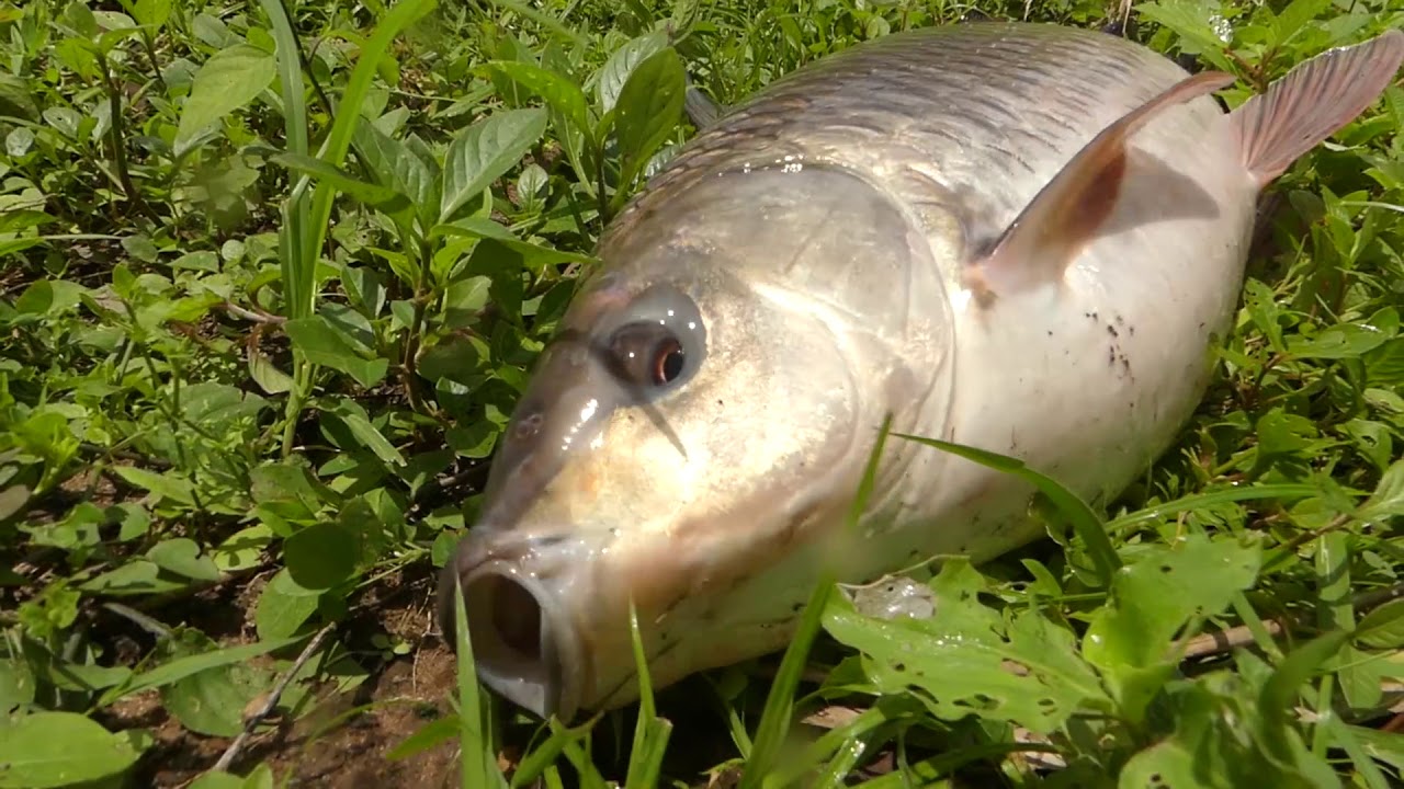 #Amazing Fish Trapping | #Catla Fish Trapping and Catching | Traditional Village Fishing street food | STREET FOOD