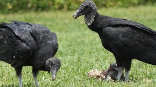 Black Vultures scavenge a Deer carcass