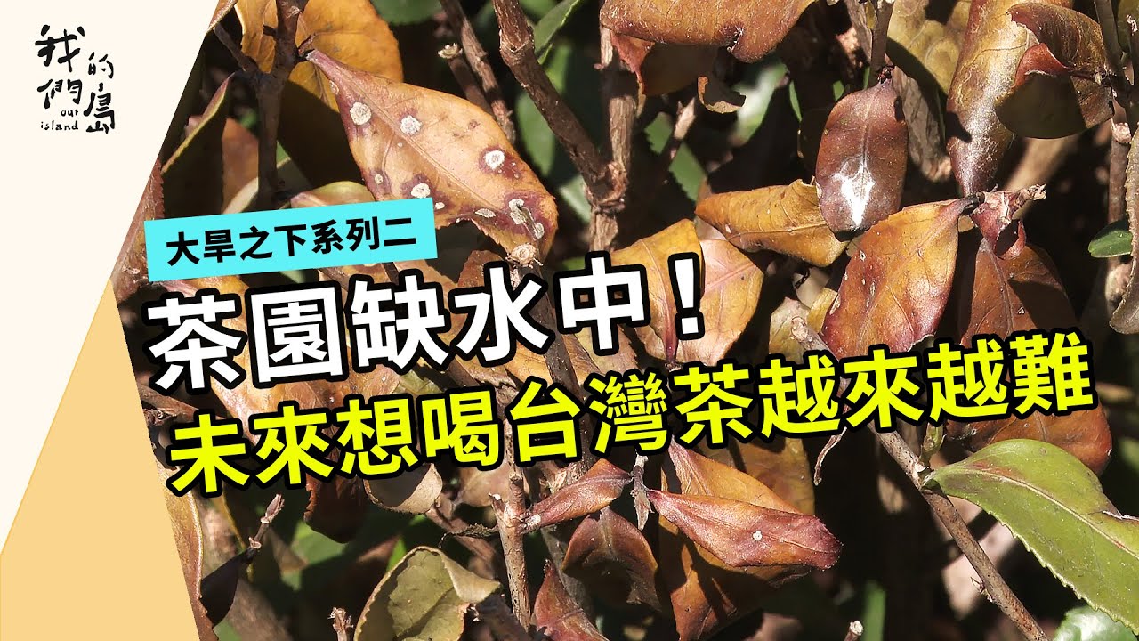 越來越難喝到一口茶｜氣候變遷下的茶滋味｜大旱之下系列二(我們的島 第1203集 2023-05-08)