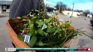 Missouri farmer keeps mistletoe tradition alive with local harvest