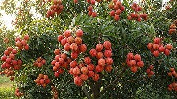 How To Harvest Lychee Trees and Process Lychee Juice - Agricultural Technology