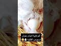 حتى الدجاج ماتركوه بحاله كم ثانية حتى استوعبت فكرة الفيديو 