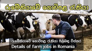 රුමේනියාවේ ගොවිපළ රැකියා තොරතුරු | Information on farm work in Romania