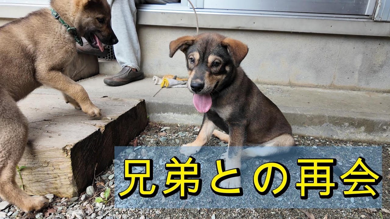 兄弟との再会　＃68　今日は色々な所にドライブだ♪