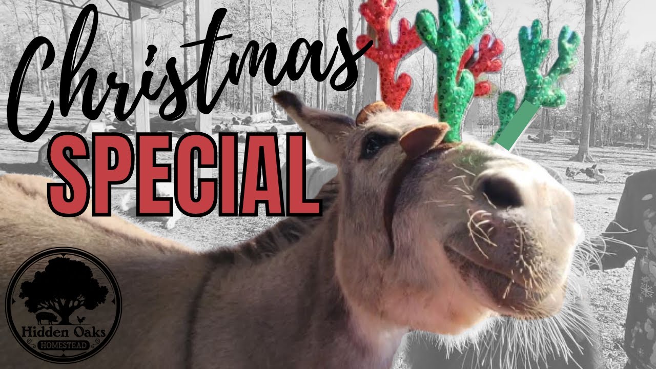 CHRISTMAS SPECIAL!! MERRY CHRISTMAS! Hidden Oaks Homestead YouTube