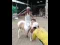خوش فارس        نجومي