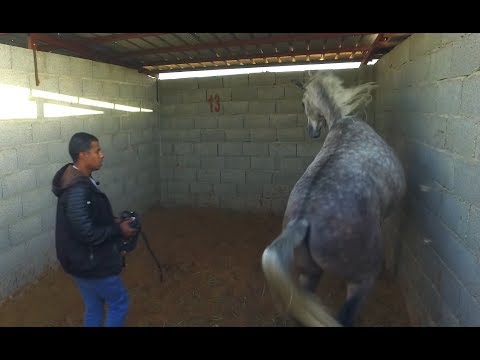 الحلقة الأولى من عسف حصان فيه اطباع سيئة الهجوم والعض