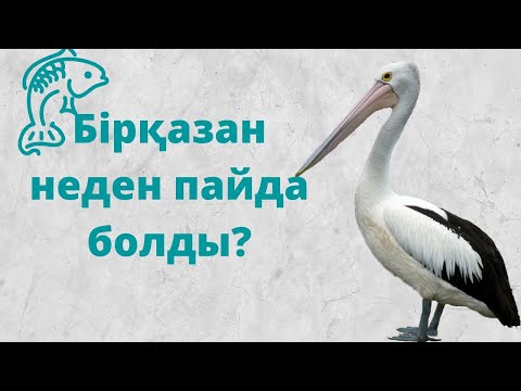 Video: Geniş gagalı kolibri nə yeyir?