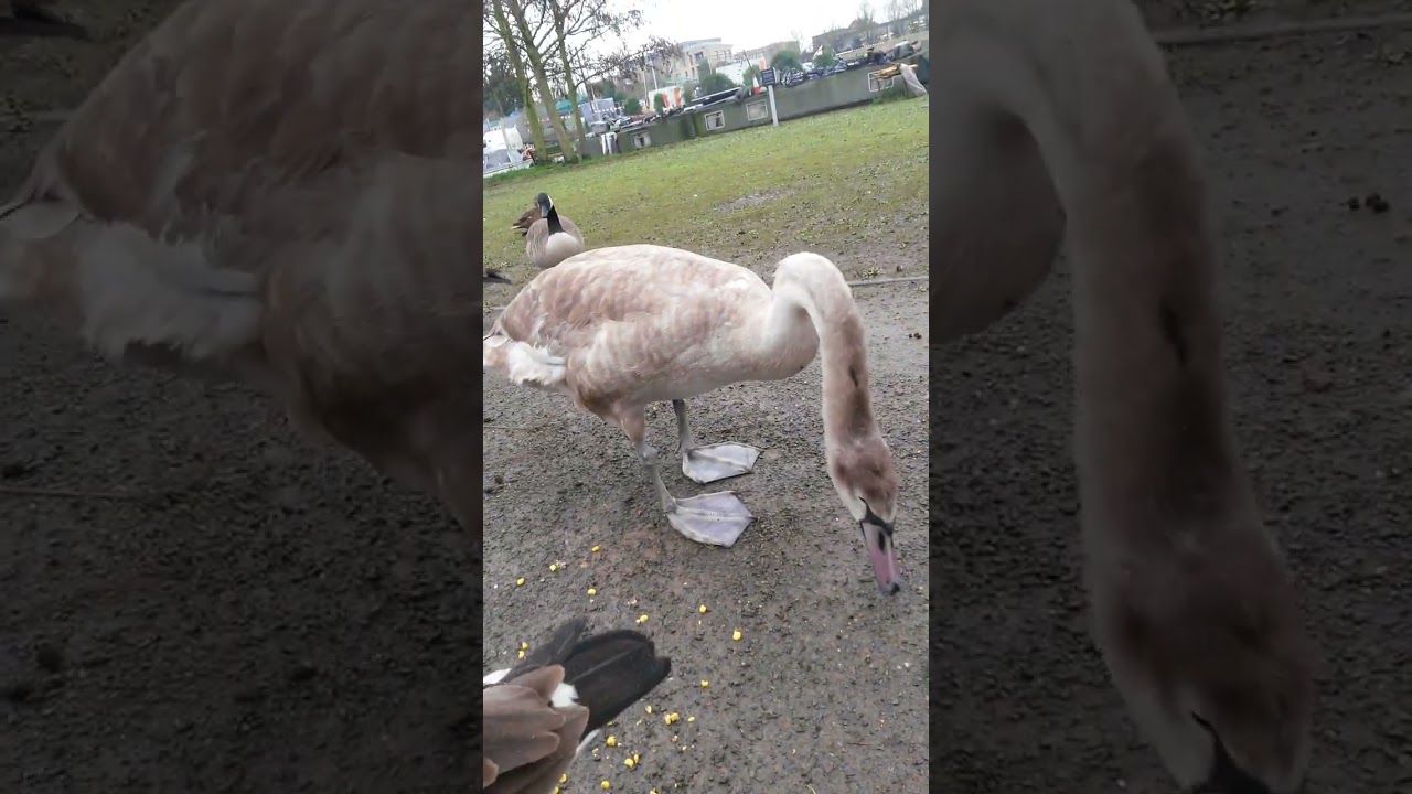 19/02/2026 Squeaker The Baby Swan Is On The Mend