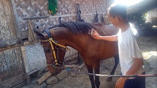 Lagu Kuda Naik Delman 🐎 Cara Merawat Kuda | 🎵 Video Lagu Naik Delman Istimewa