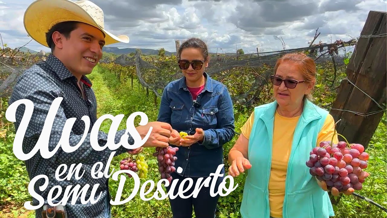 No solo son Tunas y Nopales en Zacatecas, te sorprenderá lo mucho que se produce en el Estado. 🍇