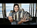 Bridge Fishing - MASSIVE Sheepshead Caught Inshore On Live Shrimp