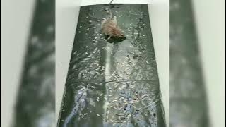 Black Strong Adhesive Mousetrap Sheet