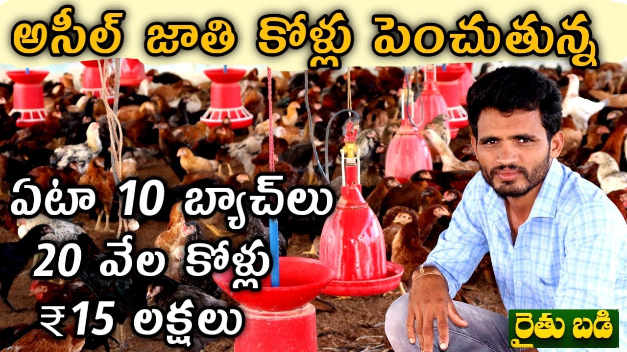 ఏడాదికి 20 వేల అసీల్ కోళ్లు పెంచి, అమ్ముతున్న.. లాభం బాగుంది | Aseel Farming | తెలుగు రైతుబడి