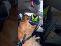 Dog Car Driver Video 1