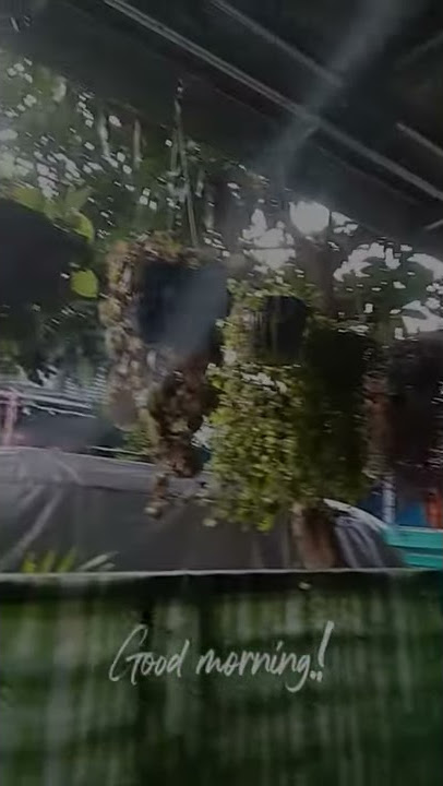 story wa good morning.