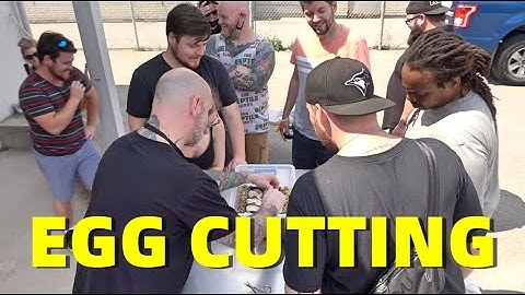 Ball Python Egg Cutting In Public! Clown Pied Clutch !