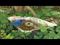 Indigo Bunting visits Birdbath! - 5/2/2023
