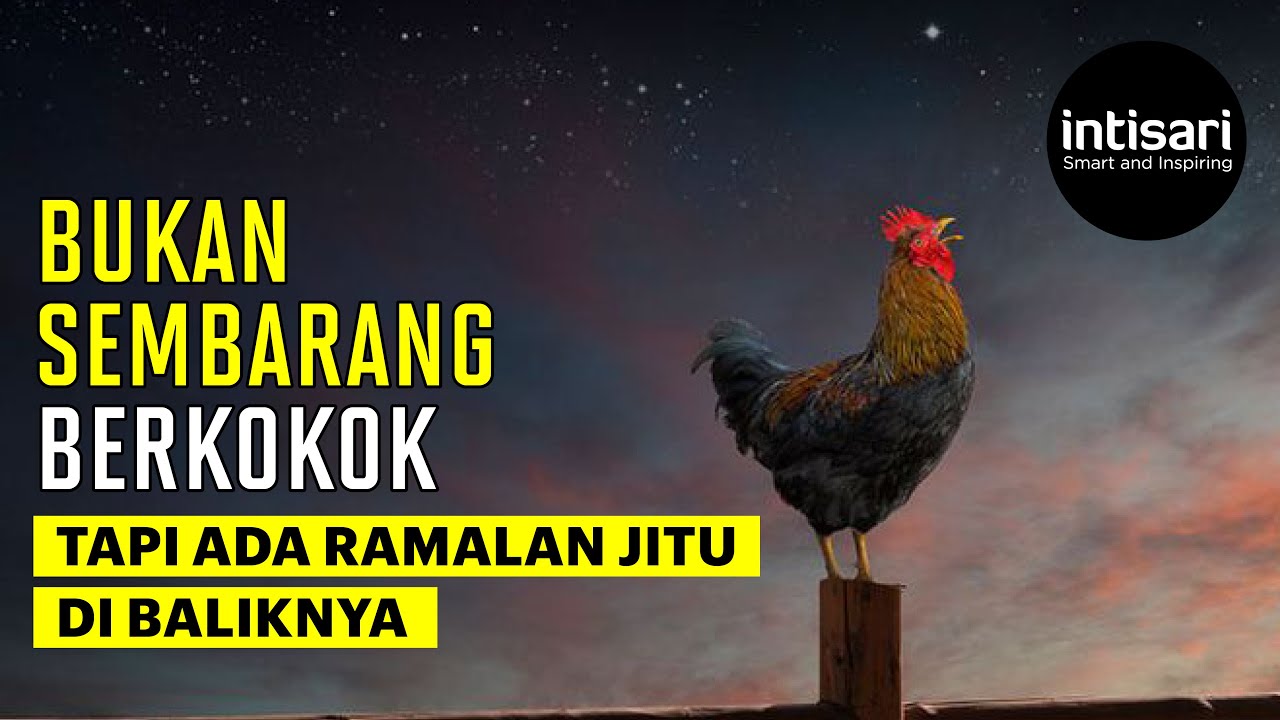 Suara ayam tengah malam artinya