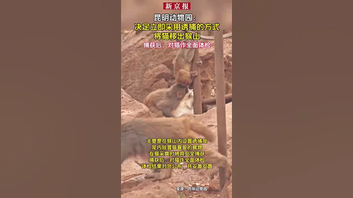 昆明動物園：決定立即採用誘捕的方式將貓移出猴山 - 天天要聞