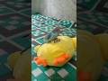 #হ্যান্ড টেম বদ্রি#banerjee #home #green #love #bird #Banerjee pets