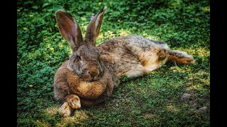 winter in Iceland _feeding Animal's_feeding rabbits _travel Iceland