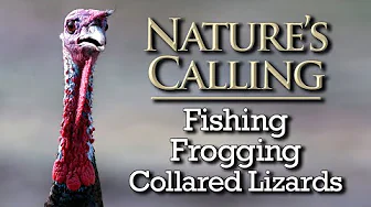 Nature's Calling - Fishing, Frogging, Collared Lizards (July 2025)