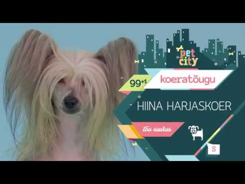 Video: Hiina Harjaskoer