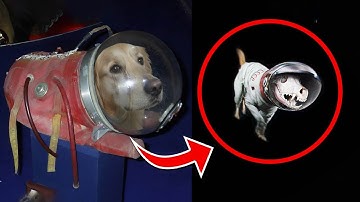 Ze stuurden deze dieren de ruimte in... Toen gebeurde dit 😨