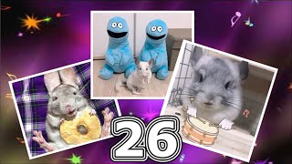 Лучшие приколы про ШИНШИЛЛ! Смешные ШИНШИЛЛЫ! Funny chinchillas❤#26