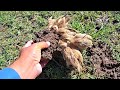 Baby chicks Enjoying Their Feed