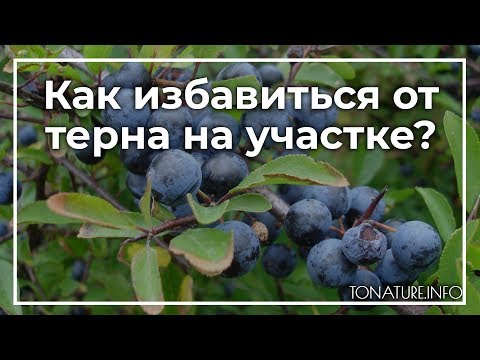 Как избавиться от терна на участке? | toNature.Info