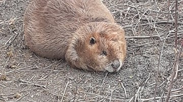 Beaver Trapping castor mounds with footholds and snare