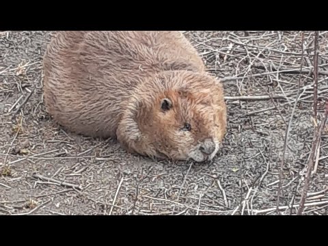 Beaver Trapping castor
