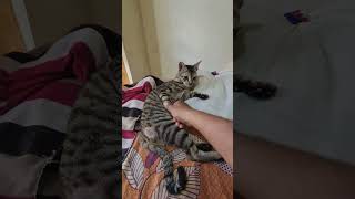 chalo dawai lgana hai #cats #shortsvideo #meowing #shortsfeed #shortsviral #bilee #catlovers