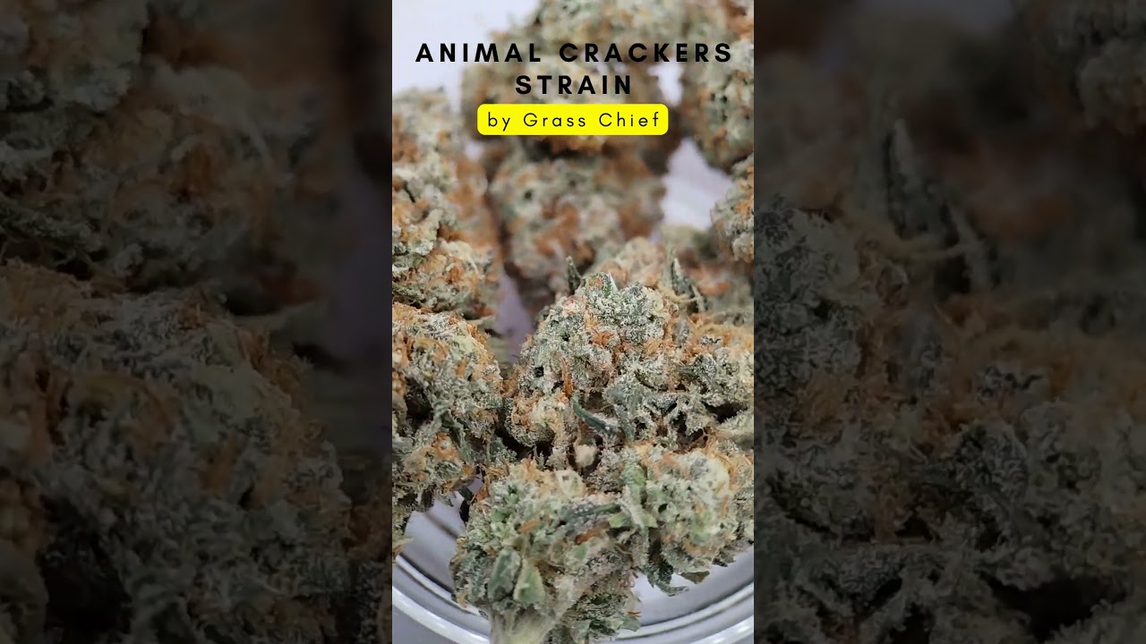 Sweet and Earthy Animal Crackers Strain by Grass Chief