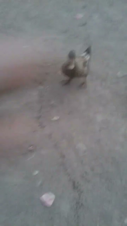 Funny batak tik tok shrot status video viral #Shrot #ststus #Viral #video #funny #tiktok