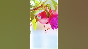 القرآن الكريم/سورة النساء  بصوت الحاج عامر الكاظمي/اللهم صل وسلم على نبينا محمد