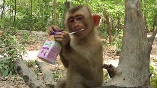 Man feed milk monkey #animals #viral #music #monkey