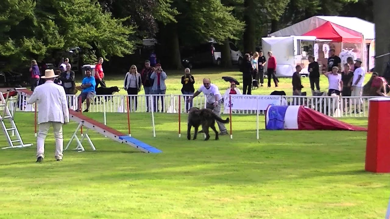 irish wolfhound agility