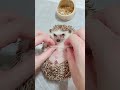 リラックスしてマッサージされるハリネズミ🦔