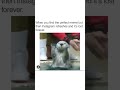 Otter reaction to instagram post   short  firstshort  deanschneider  shorts