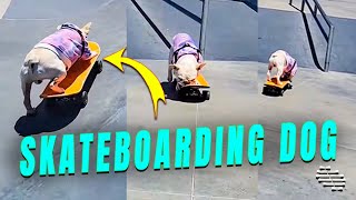 Skateboarding Dog at Skatepark Pulling Nice Moves