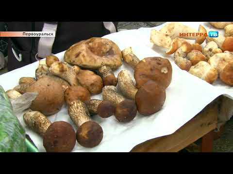На стихийных рынках продают много грибов - где их собирали?