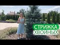 СТРИЖКА ХВОЙНЫХ | основные правила